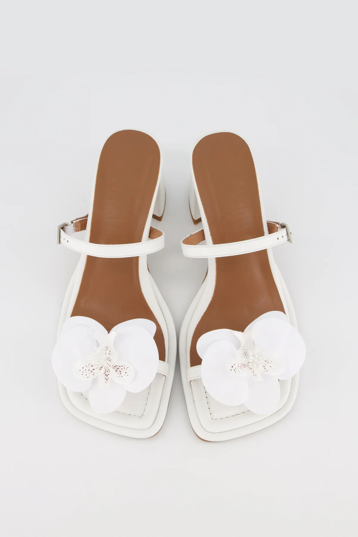 Lucia Orchid - Image 6