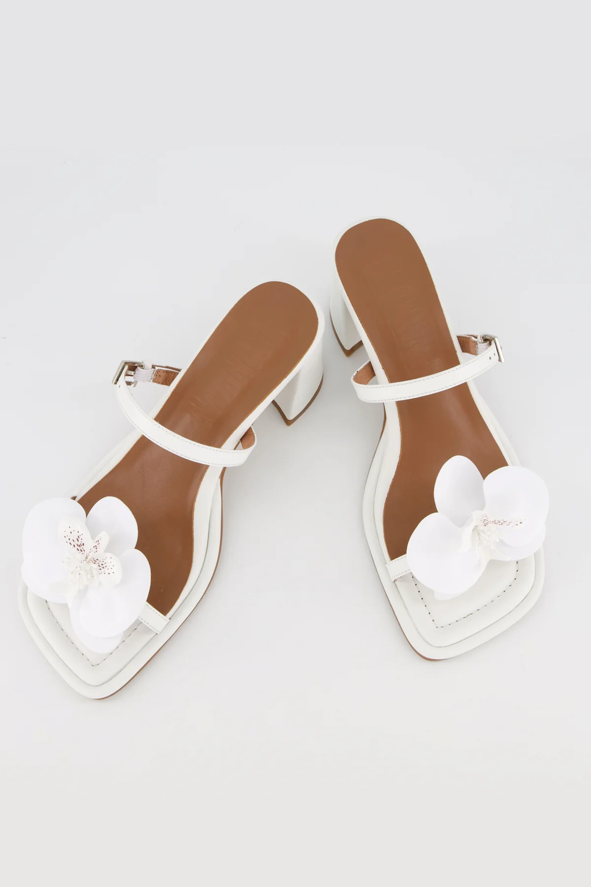 Lucia Orchid - Image 7